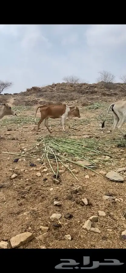 بقر رعويات سرحه دفيع 0