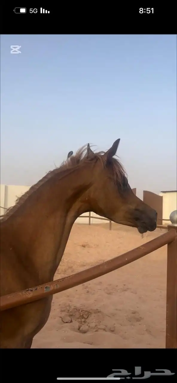 مهره واهو كفو 2
