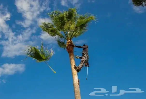 العناية بنخيل الزينة الواشنطني 0