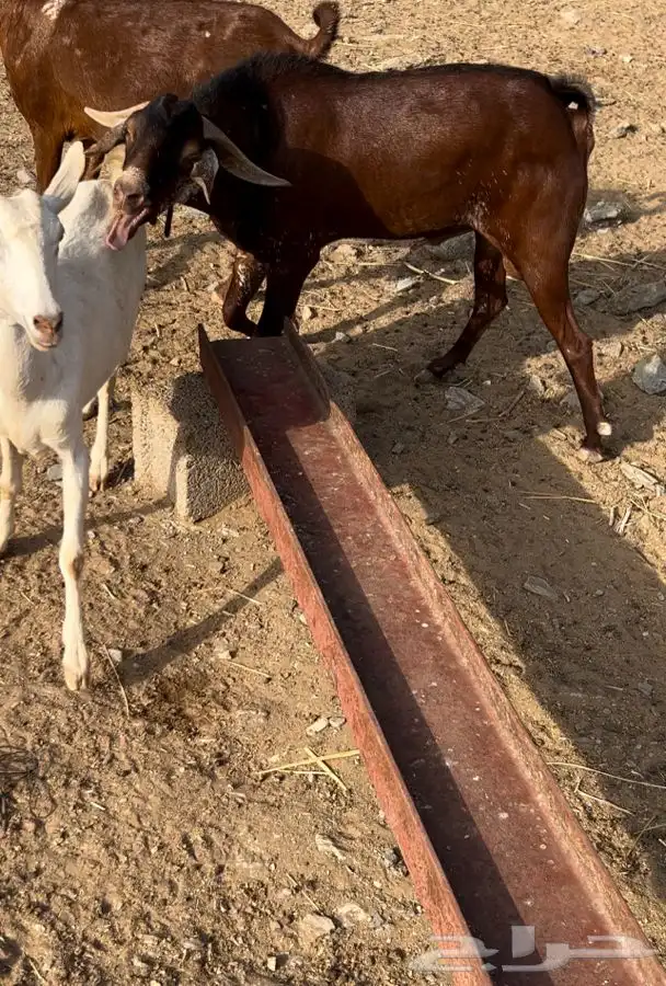 تيس فحل ادهم 5