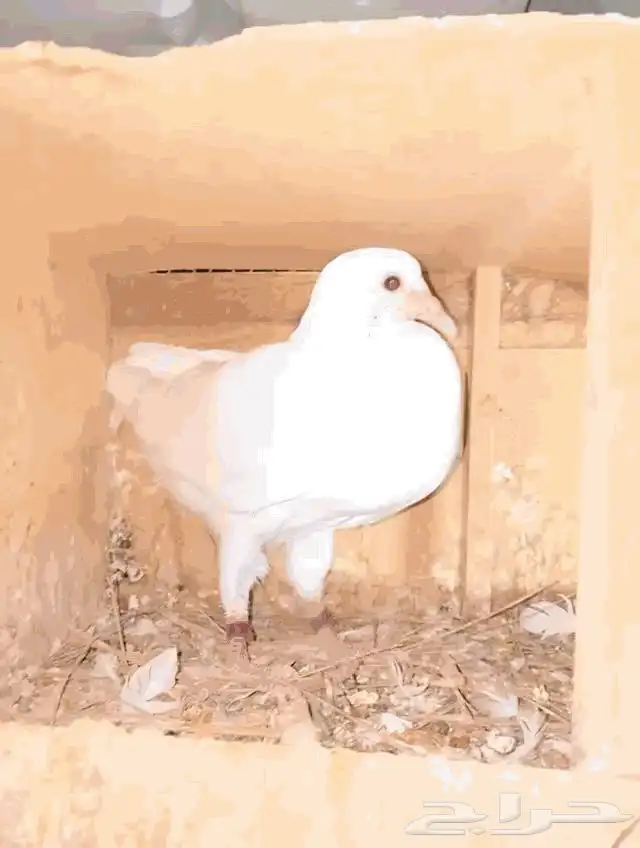 فراخه اليوم حمام فرنسي وحمام زاجل 2