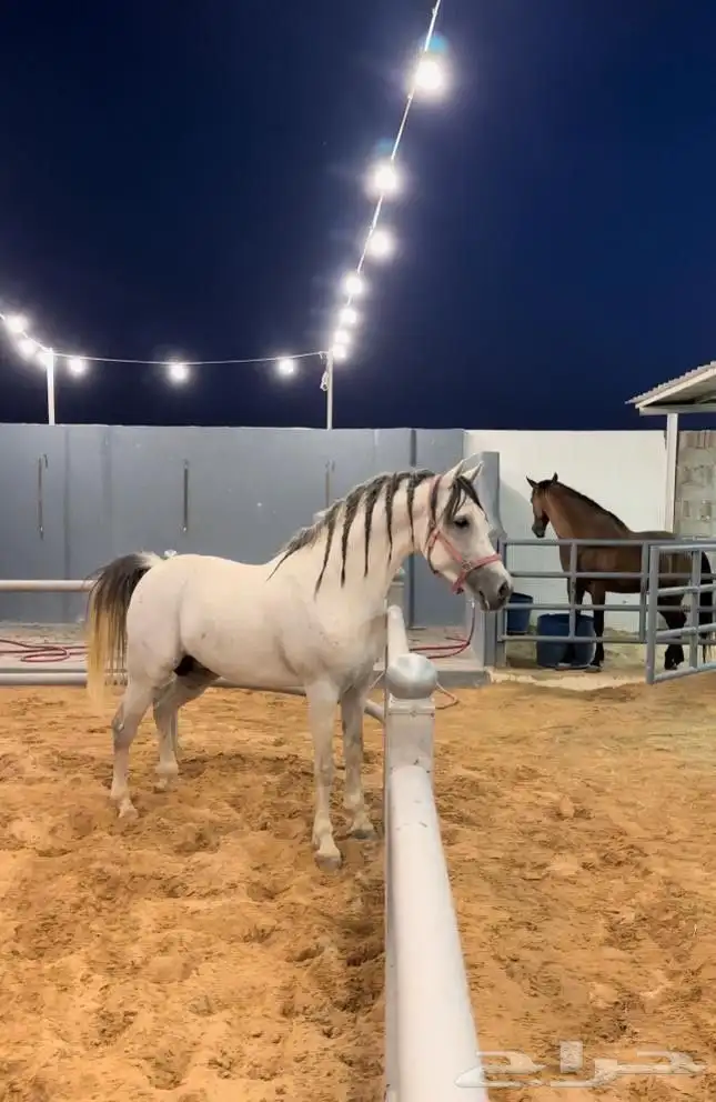 فرس جزيريه واهو سرعة 4
