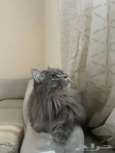 قط للبيع مع اغراضه 0