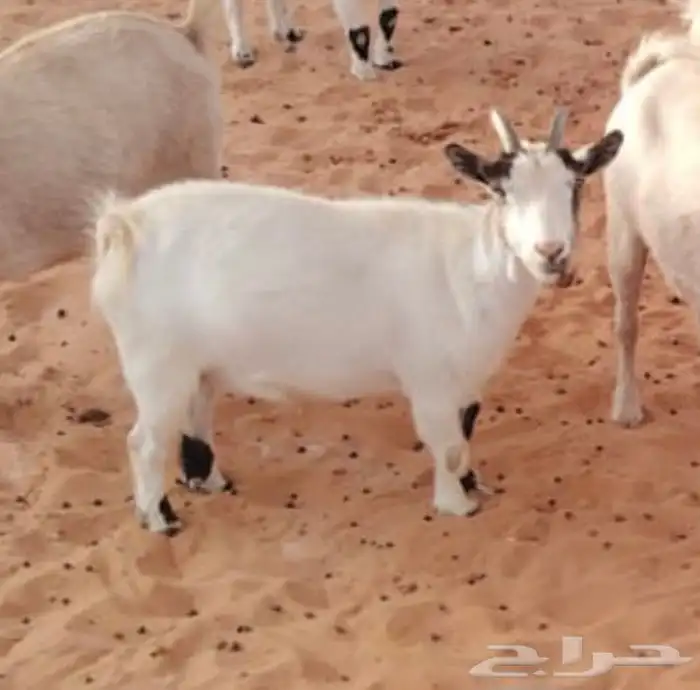 عنز قزمية 1