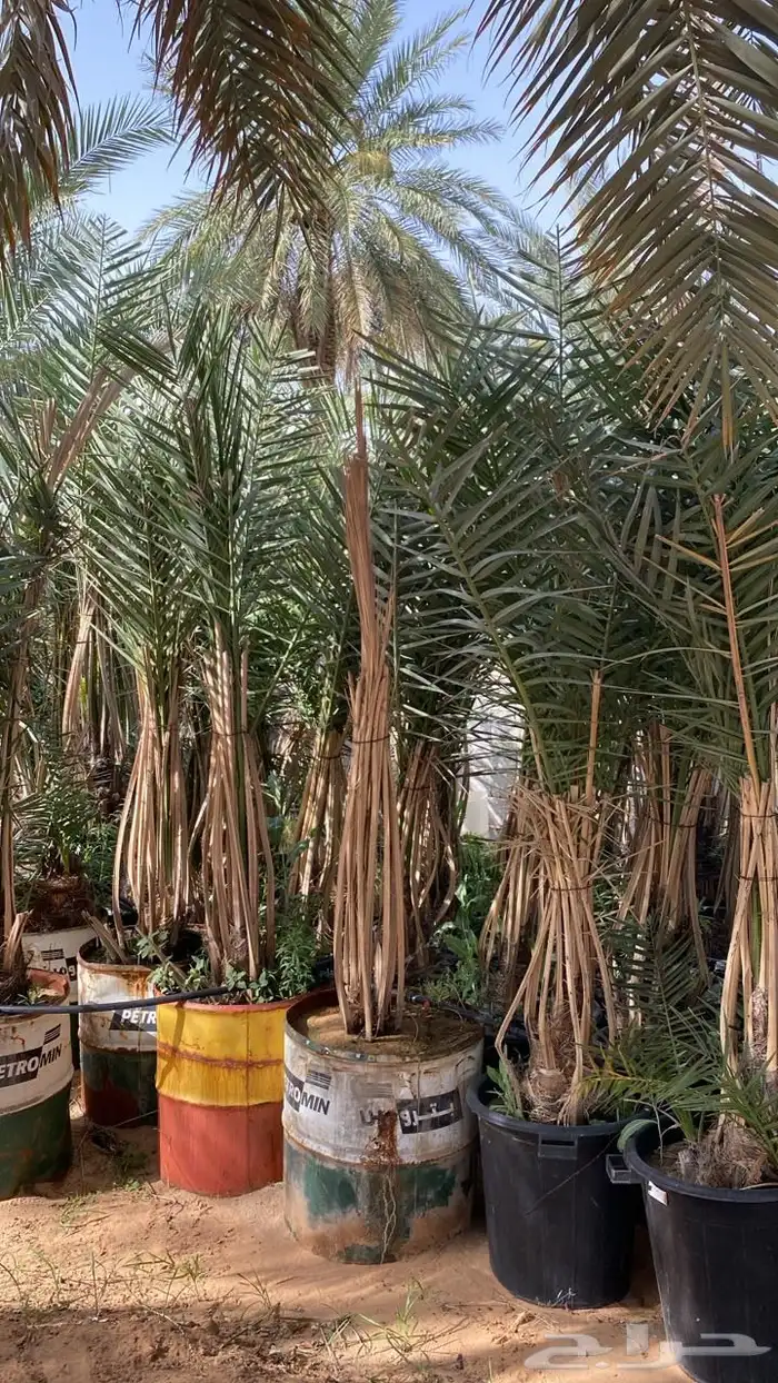 نخل مجذر 5