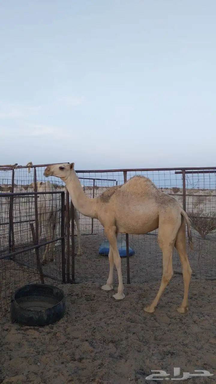 بكره شقحاء حقه 0