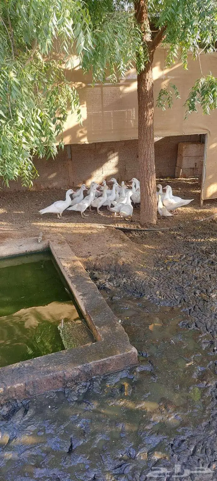 بح (بط مسكوفي) ابيض 0
