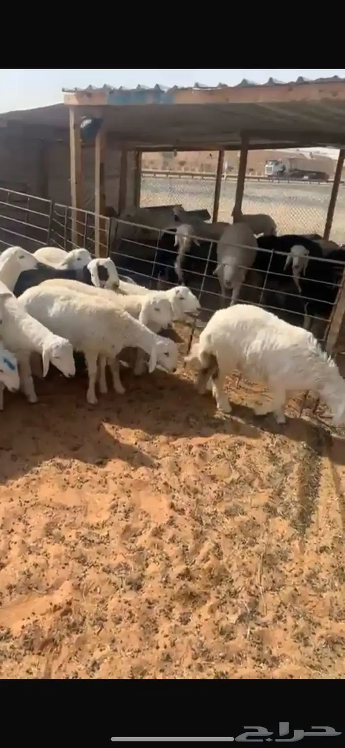 ذبايح حريات 2