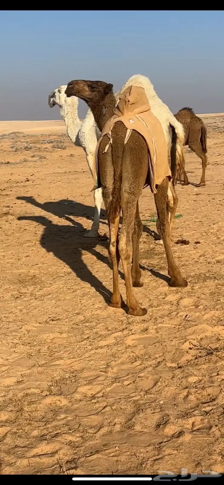فحل اشعل 0
