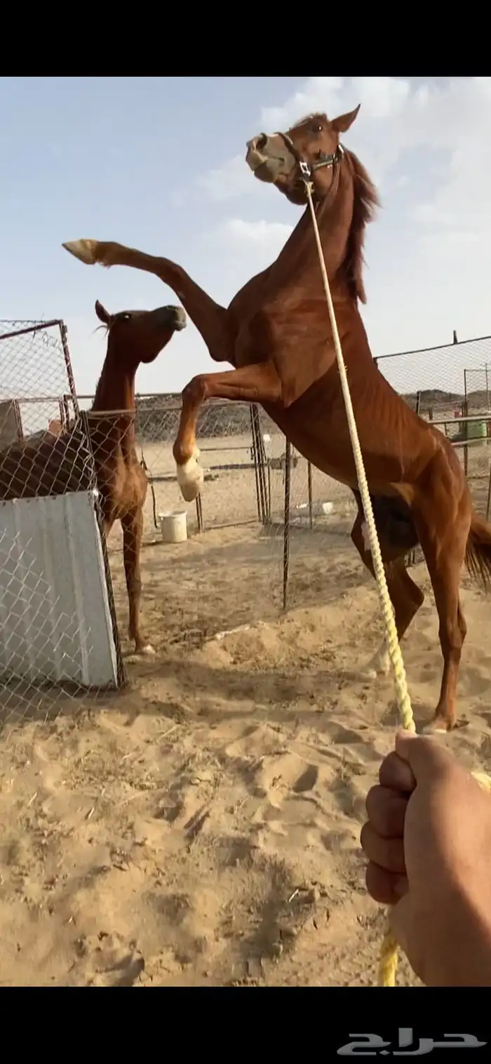 خيول 5