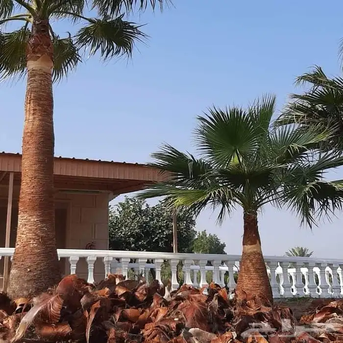 العناية بنخيل الزينة الواشنطني 1