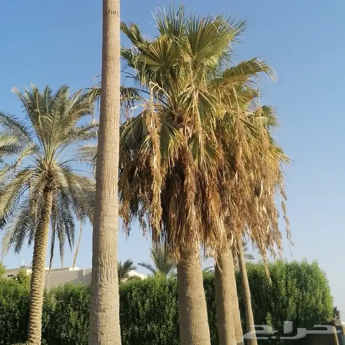 العناية بنخيل الزينة الواشنطني 2