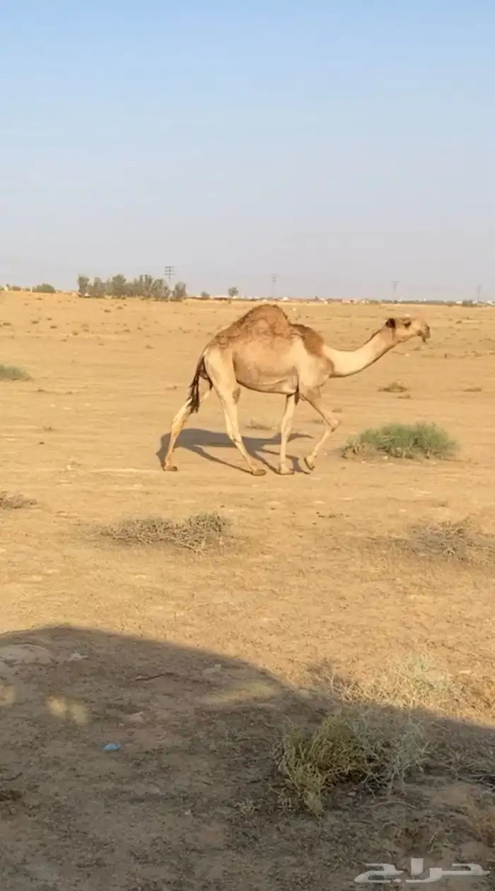 قعود فاخرر فردي 0