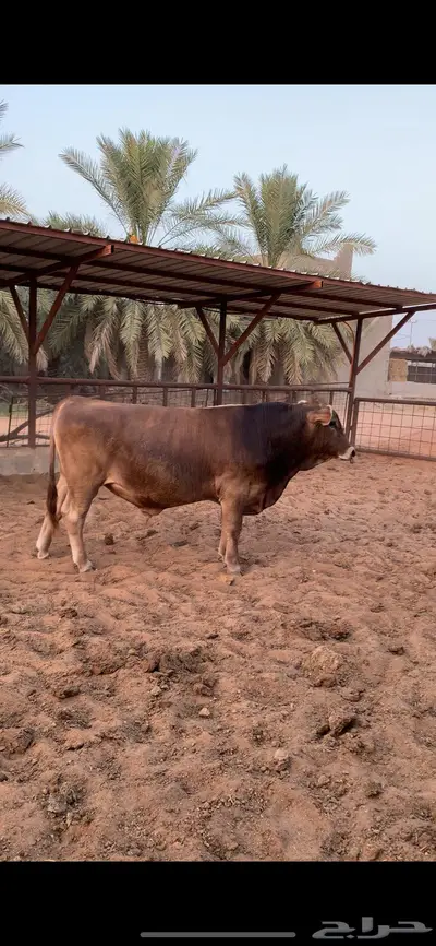 ثور سويسري براون فحل نادر 3