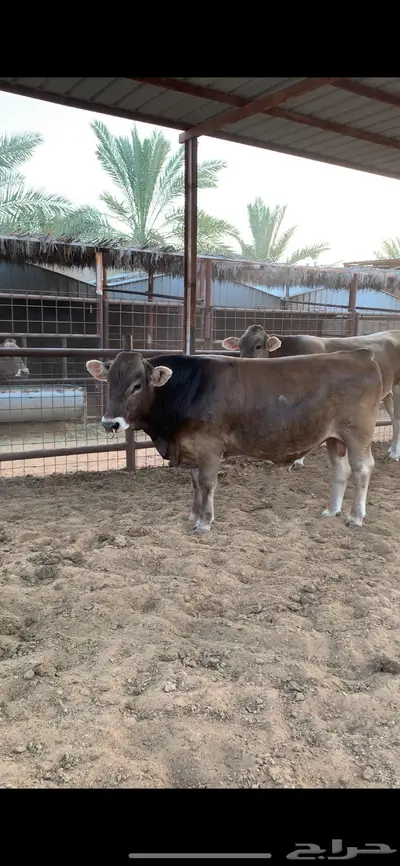 ثور سويسري براون فحل نادر 1