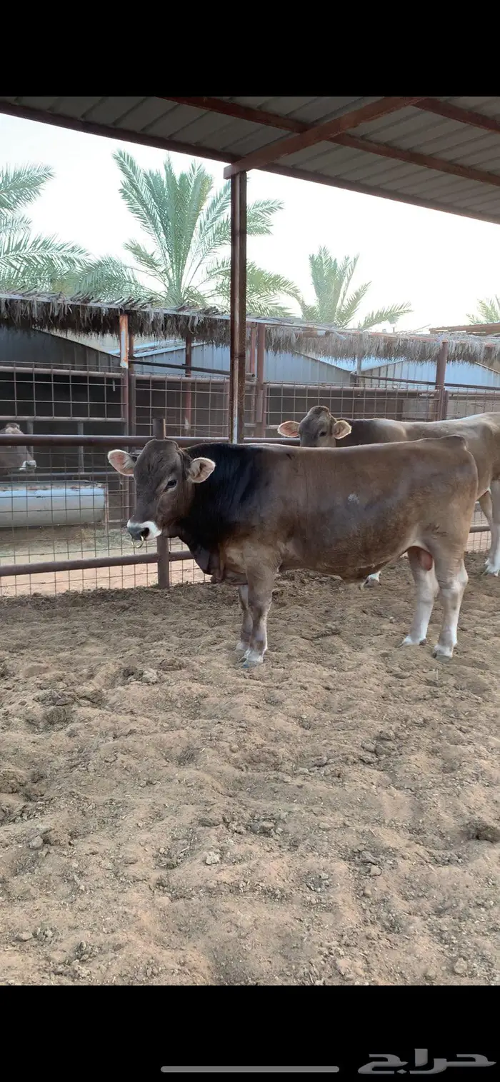 ثور سويسري براون فحل نادر 1