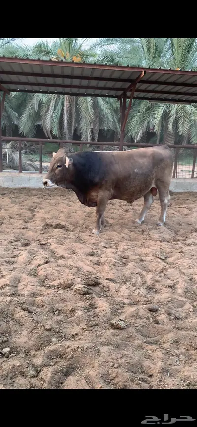 ثور سويسري براون فحل نادر 2