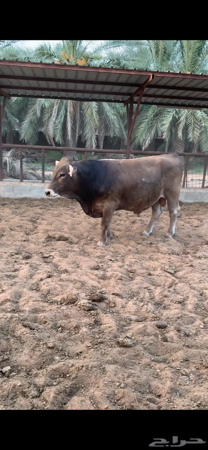 ثور سويسري براون فحل نادر 2