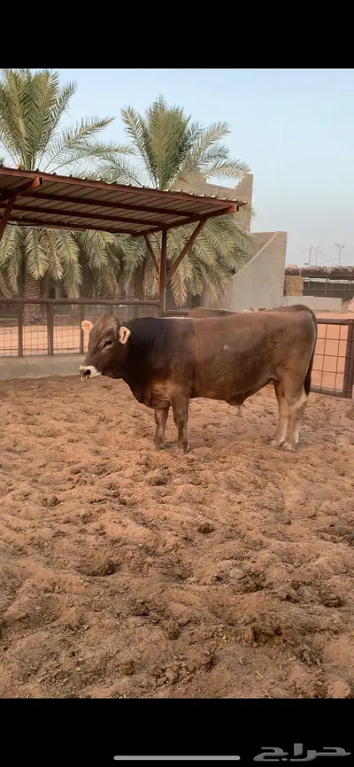 ثور سويسري براون فحل نادر 4