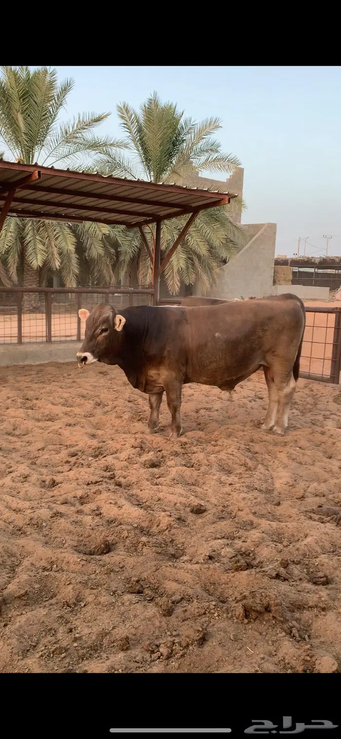 ثور سويسري براون فحل نادر 4