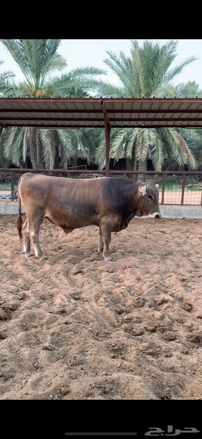 ثور سويسري براون فحل نادر 0