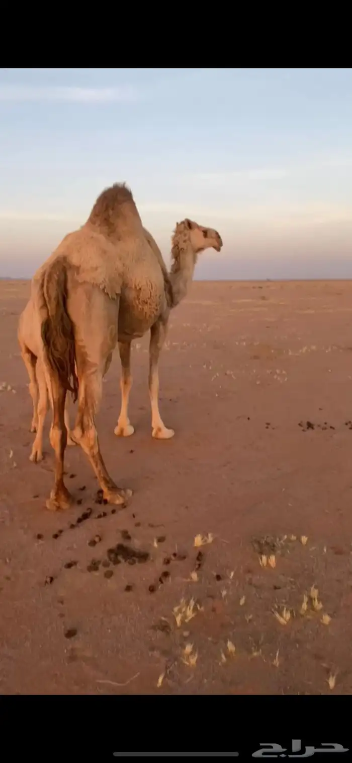 للبيع خلفه تحتها قعود ام رابع 2