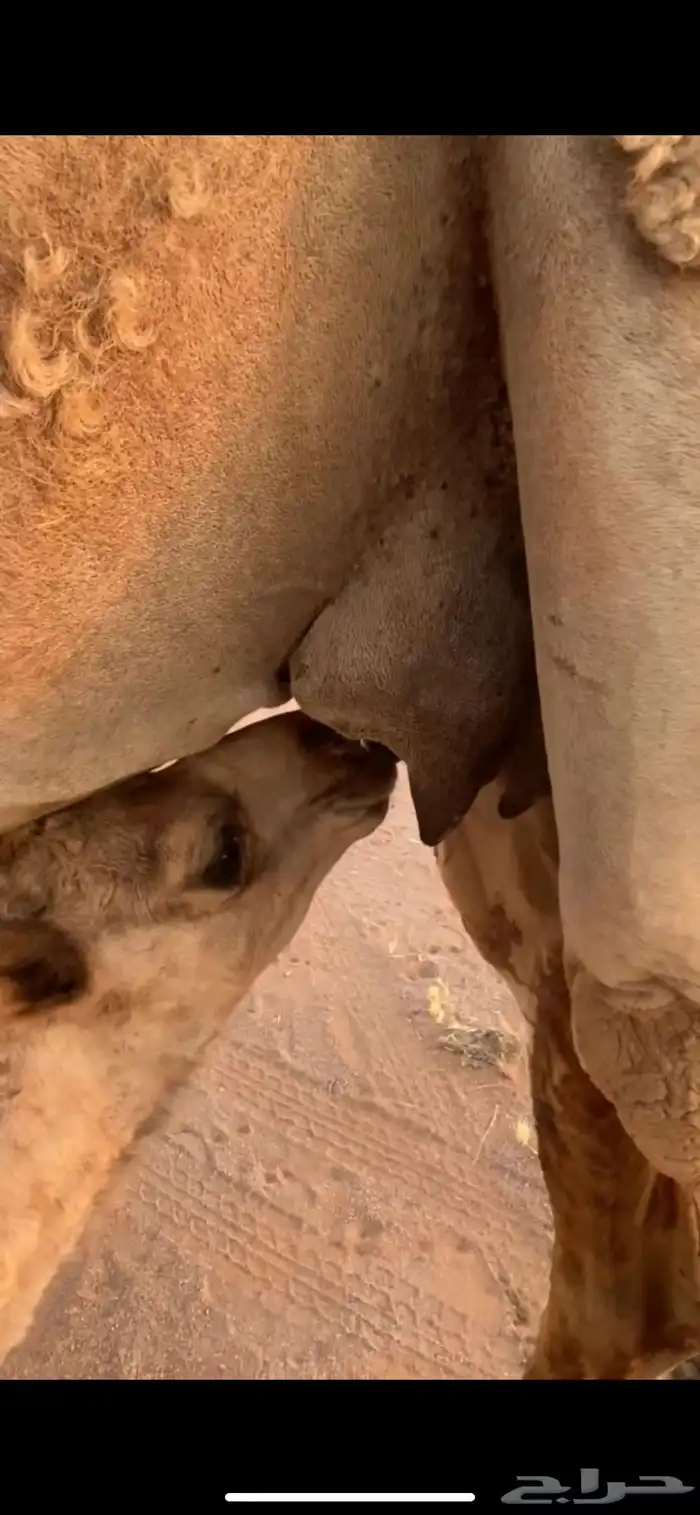 للبيع خلفه تحتها قعود ام رابع 1