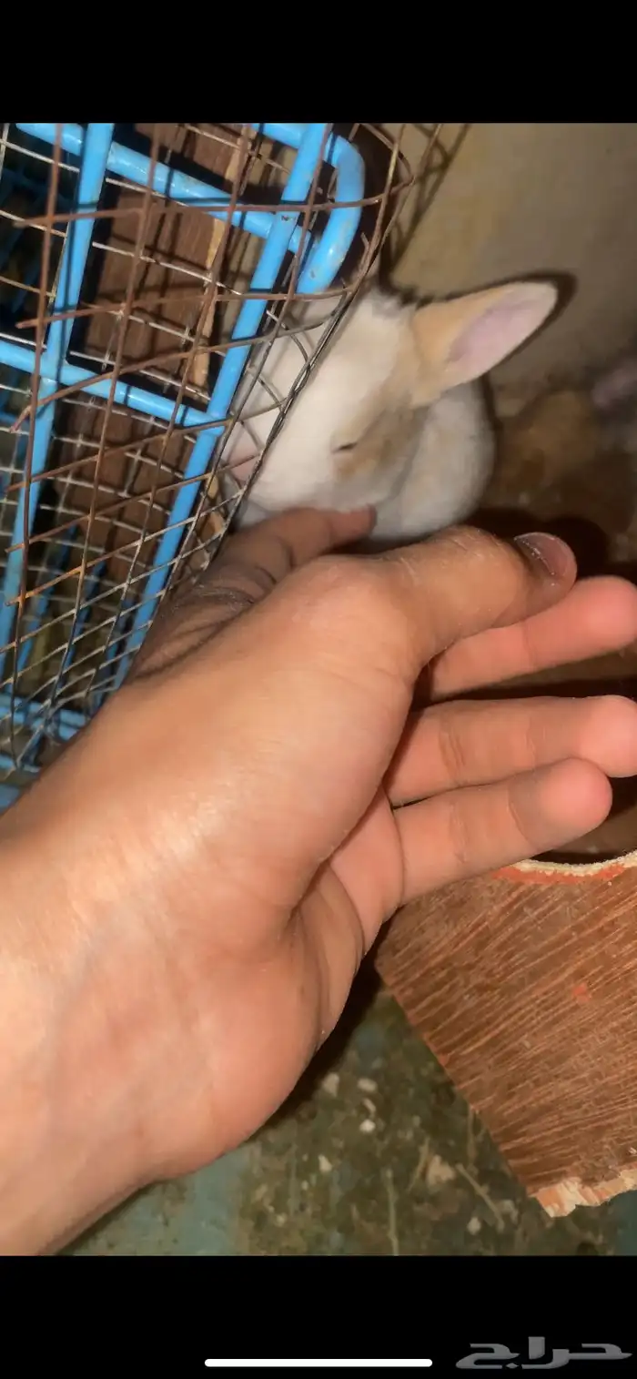 أرنبه معها ثنين للبيع 1