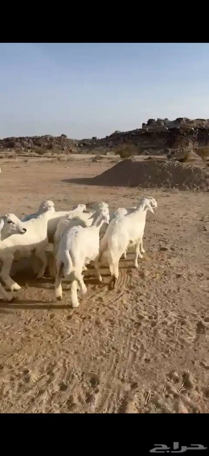 7 خرفان كفو مسكتة شي ناهي وطيب مراح واحد( تم البيع ) 3