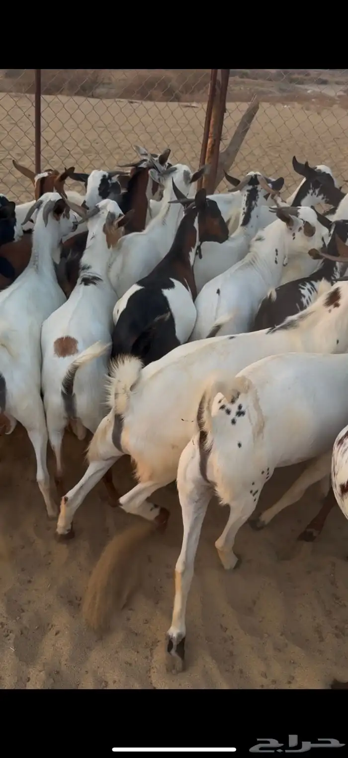 تيوس مناسبات فاخرة 2
