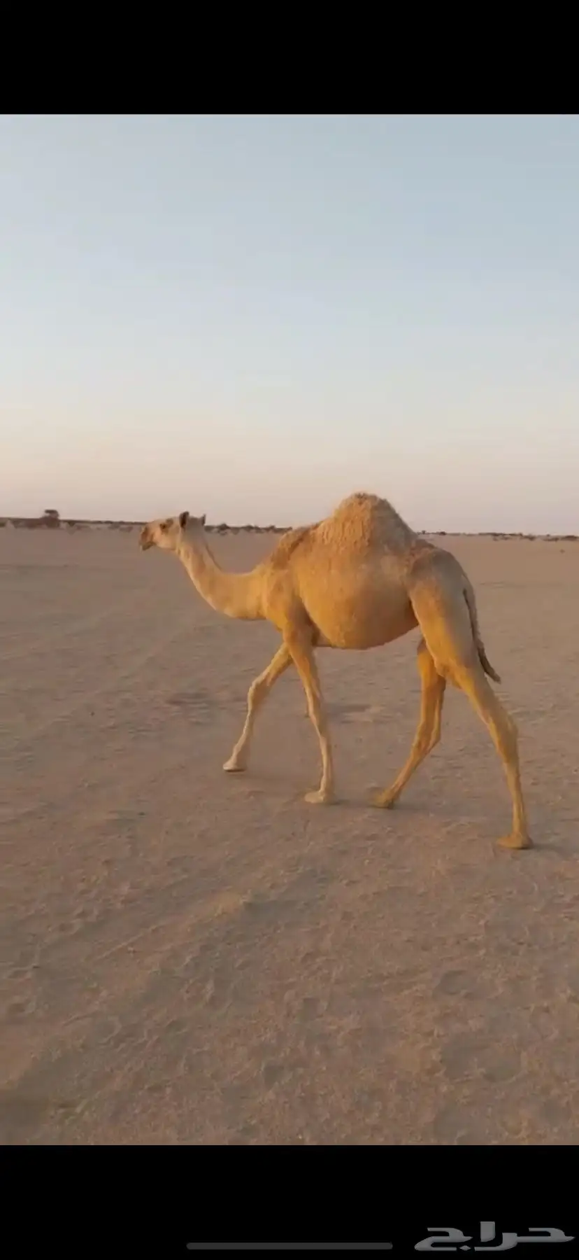 بكره شقحاء حقه 3