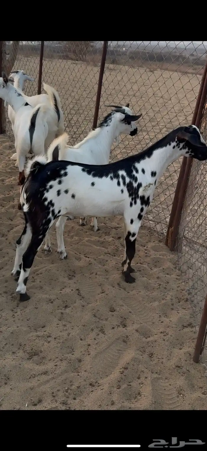 تيوس مناسبات فاخرة 1