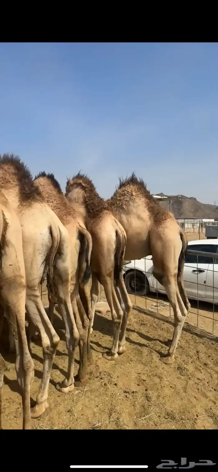 قعدان مفاريد حقت زواجات ومبادي كرامات مغلقات ع الشرط 2