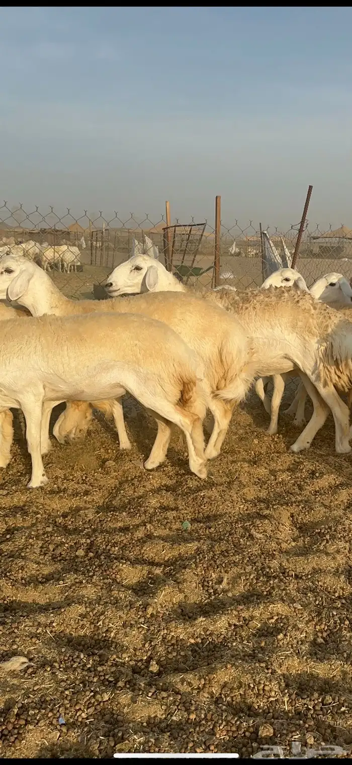 غنم حرية رخال صنف الصنف 32 19