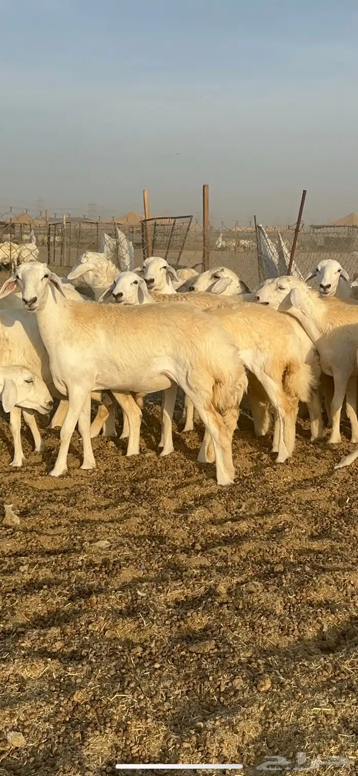 غنم حرية رخال صنف الصنف 32 18