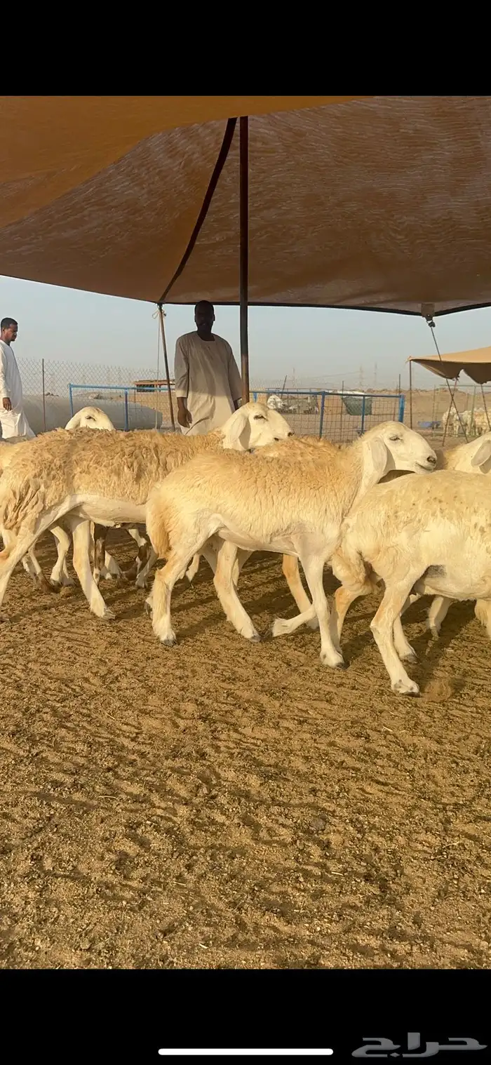 غنم حرية رخال صنف الصنف 32 12