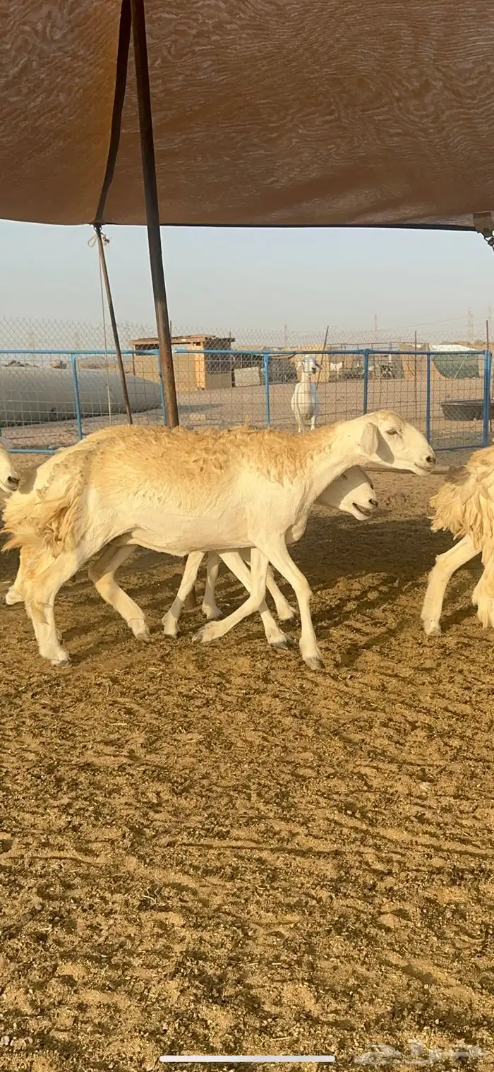 غنم حرية رخال صنف الصنف 32 0