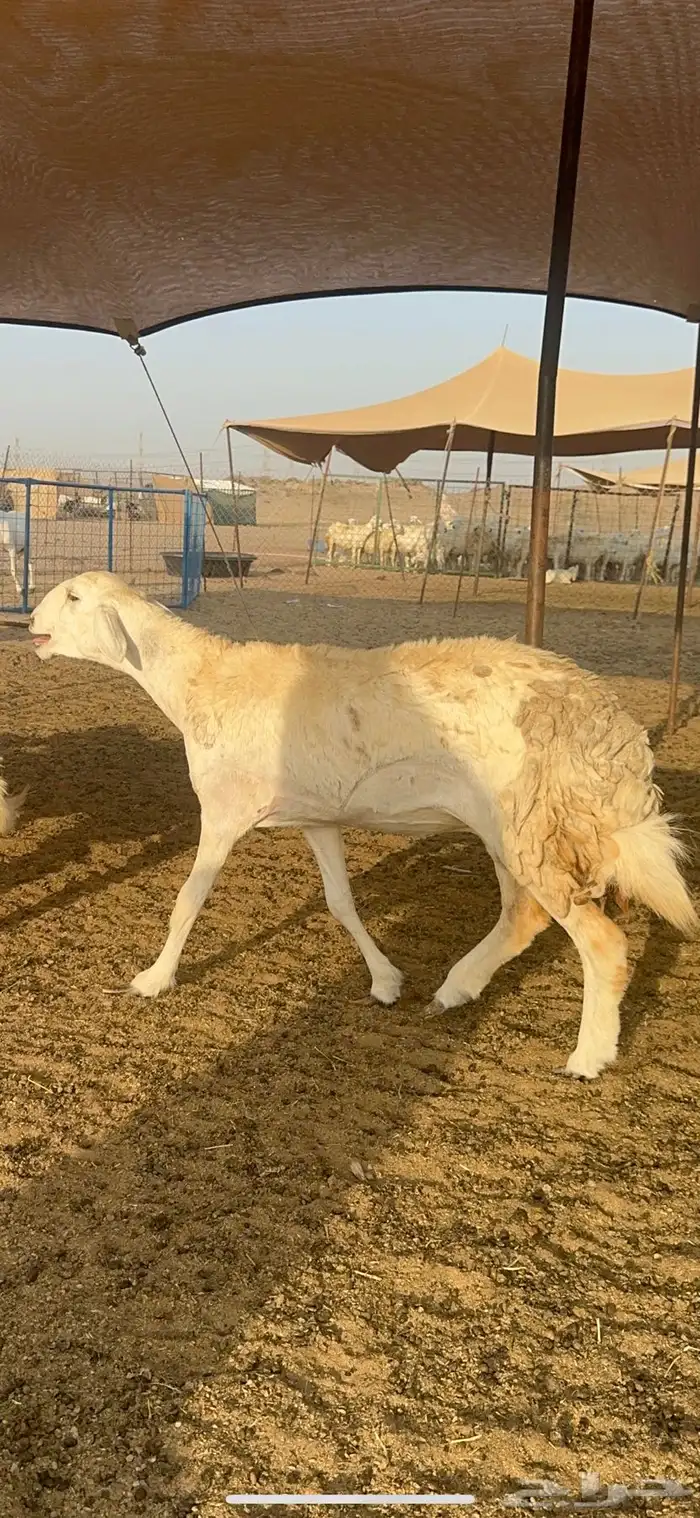 غنم حرية رخال صنف الصنف 32 6