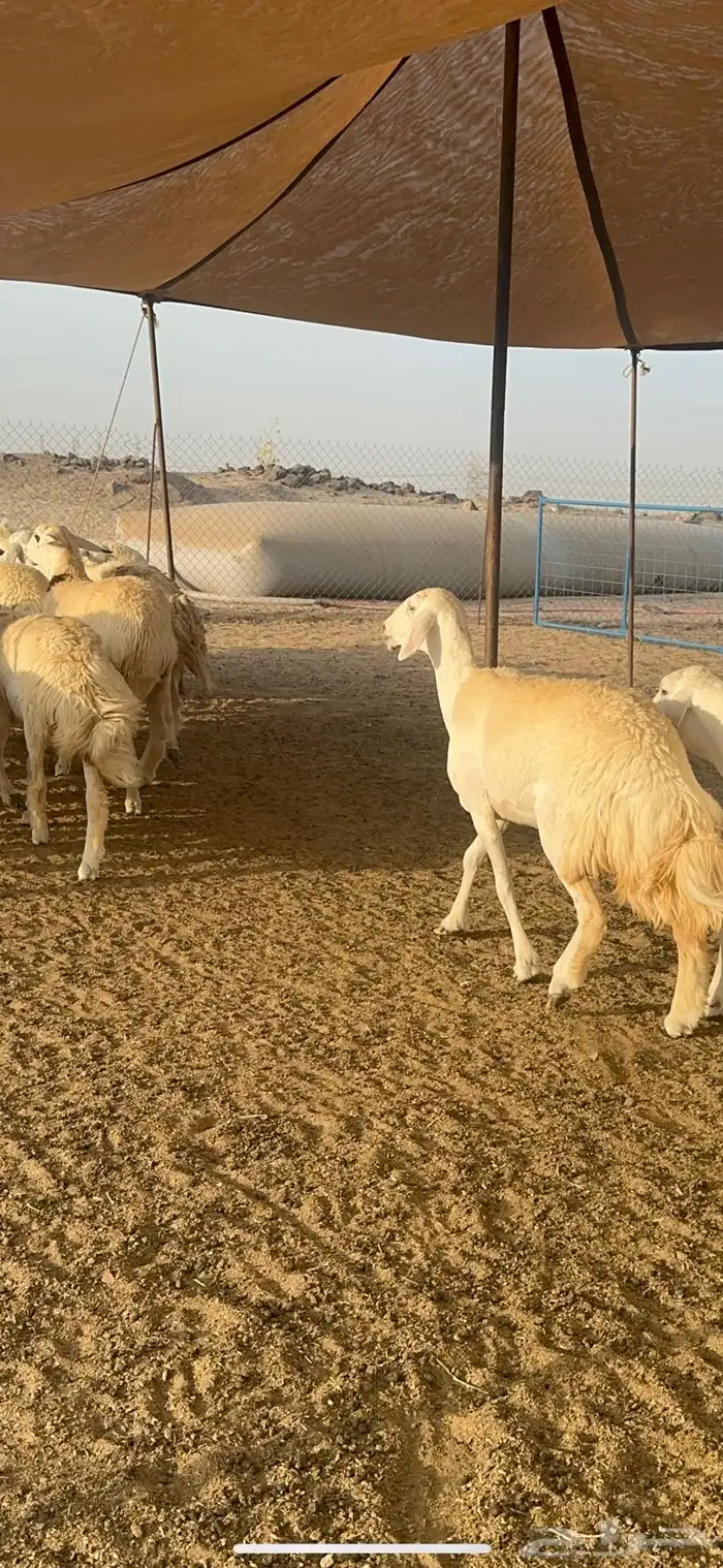 غنم حرية رخال صنف الصنف 32 16