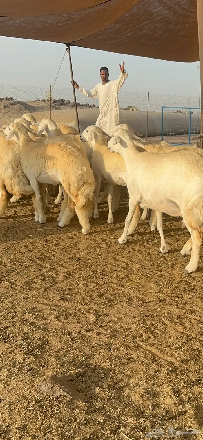 غنم حرية رخال صنف الصنف 32 2