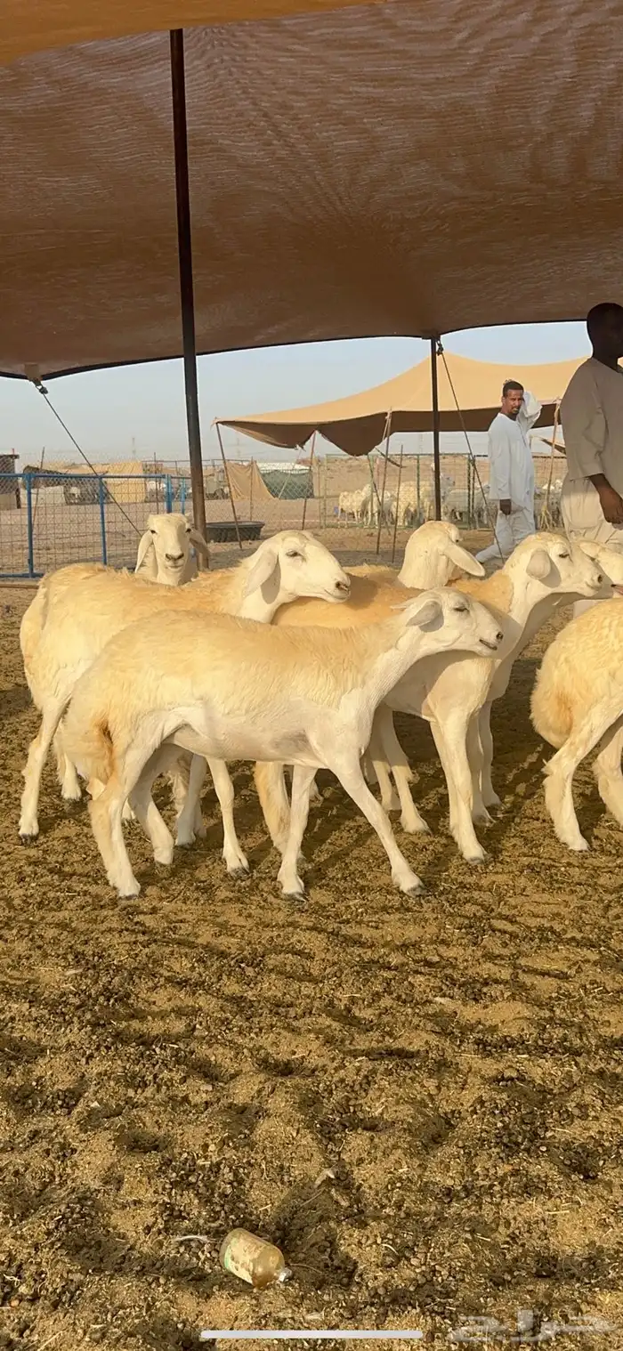 غنم حرية رخال صنف الصنف 32 14