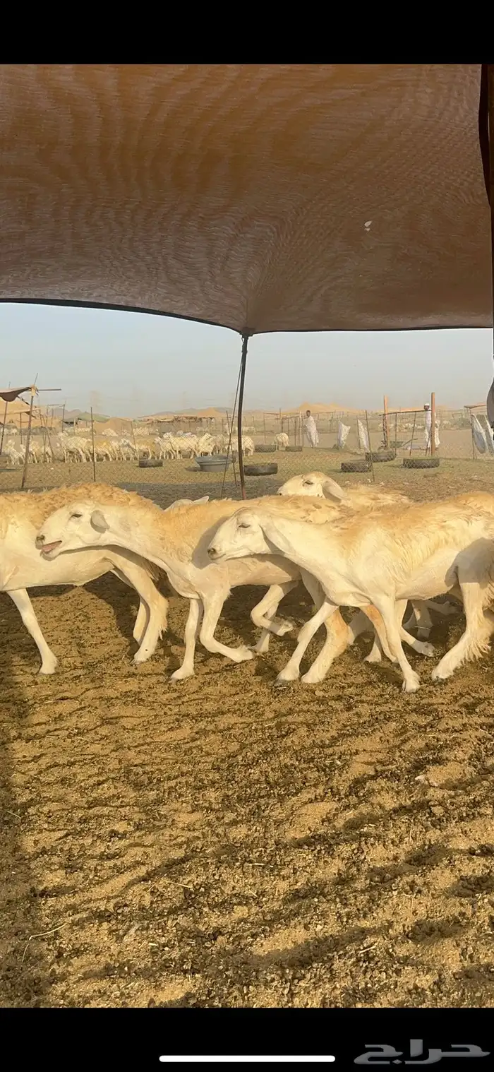 غنم حرية رخال صنف الصنف 32 8