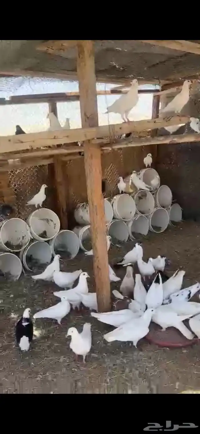 جده حى الفضيلة حمام فرسي 1