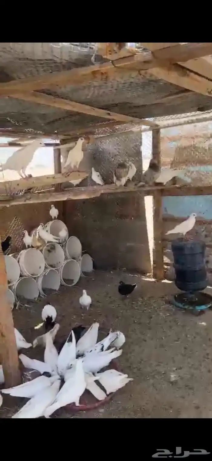 جده حى الفضيلة حمام فرسي 2