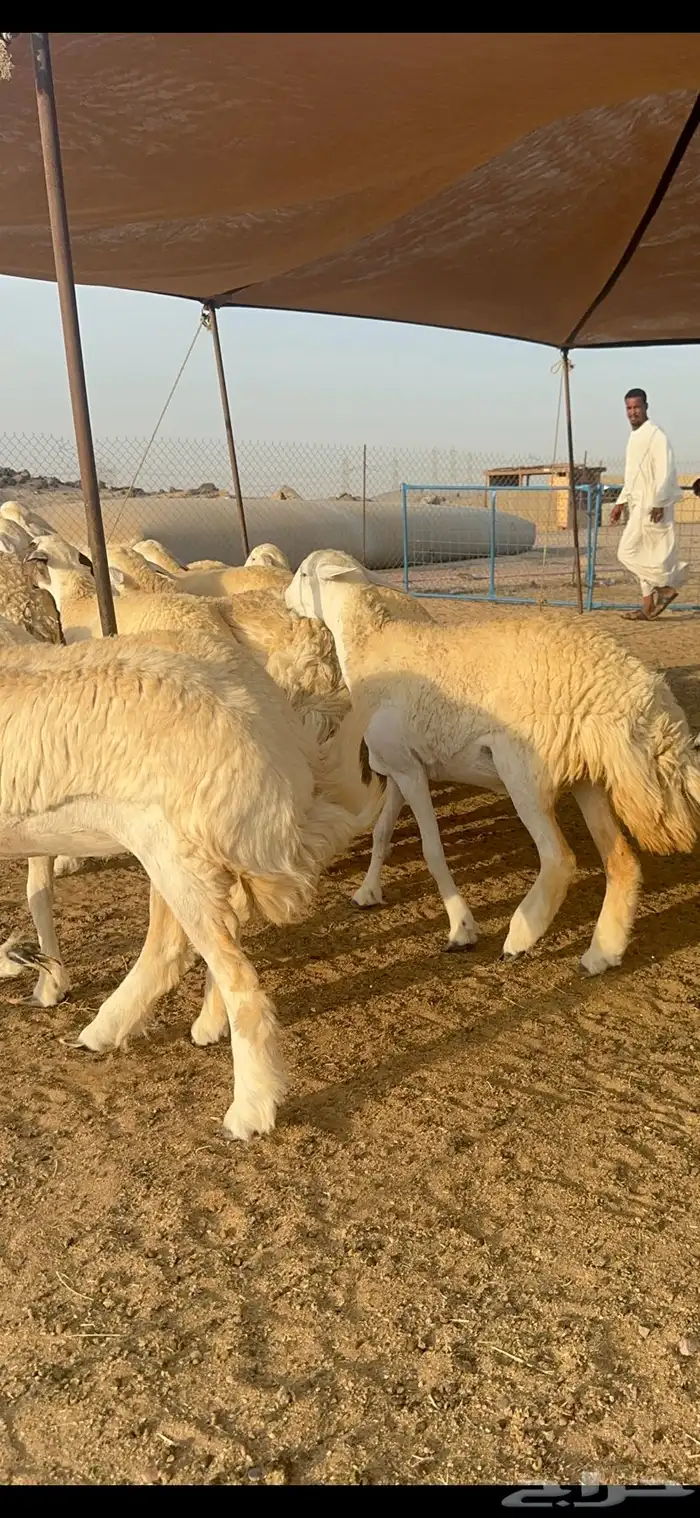 غنم حرية رخال صنف الصنف 32 9