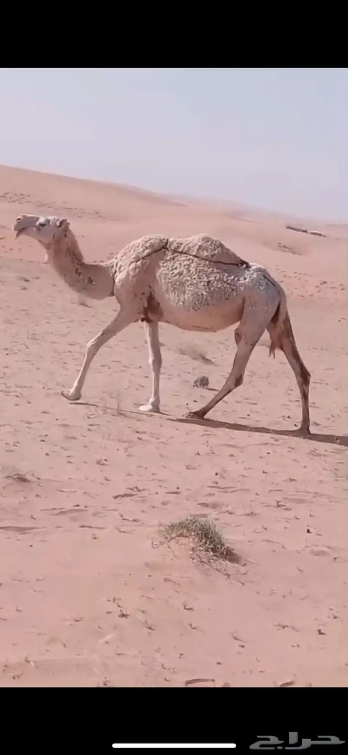 لقحه وضحا لها باللقاح اكثر من 6 شهور 0
