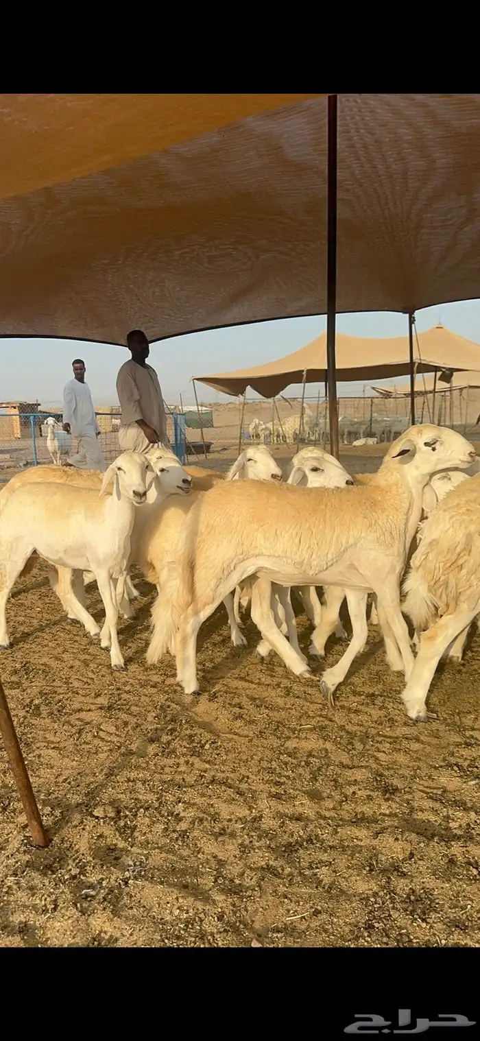 غنم حرية رخال صنف الصنف 32 13