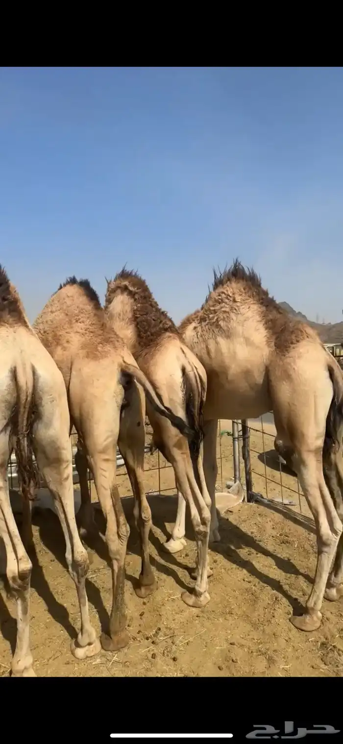 قعدان مفاريد حقت زواجات ومبادي كرامات مغلقات ع الشرط 3