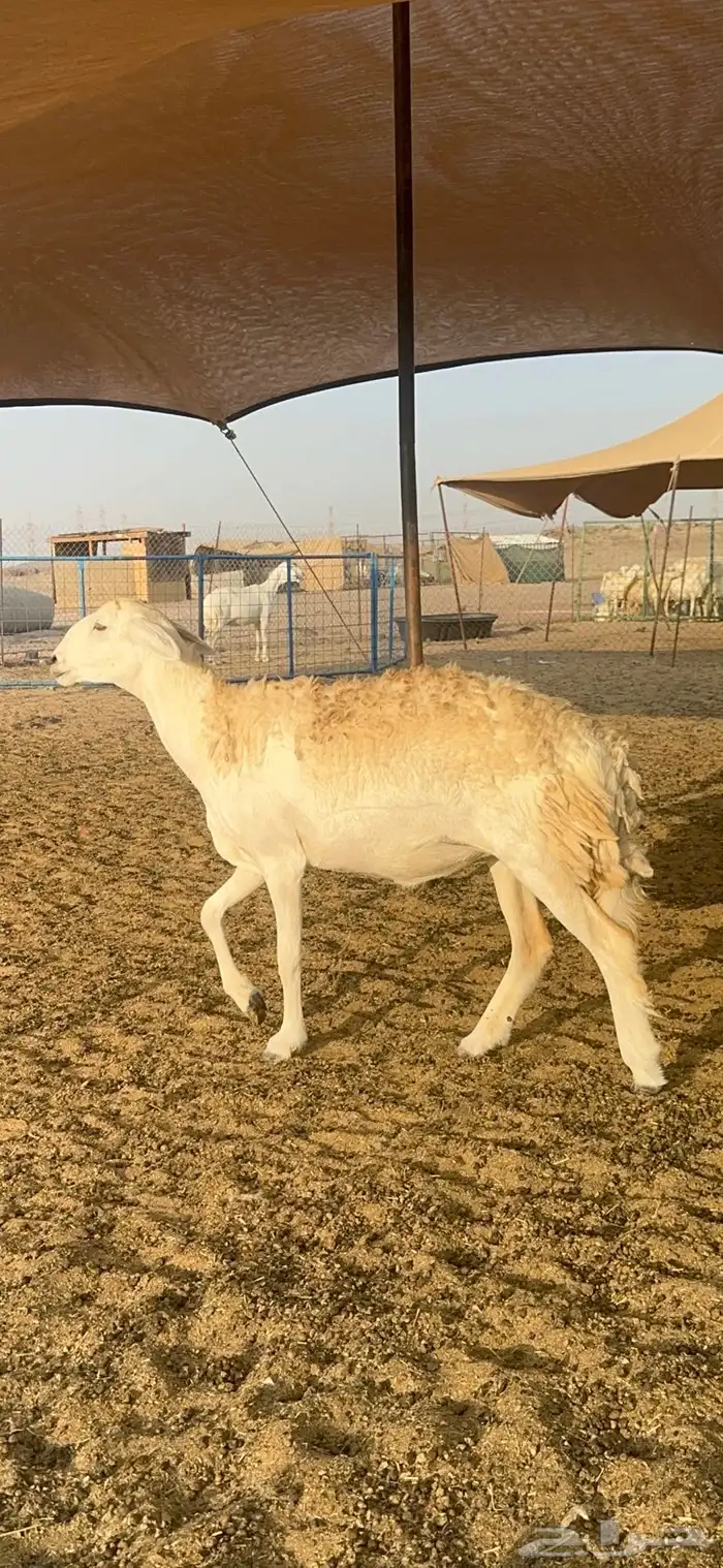 غنم حرية رخال صنف الصنف 32 5