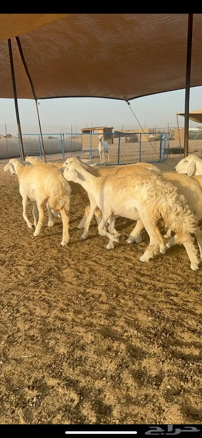 غنم حرية رخال صنف الصنف 32 15